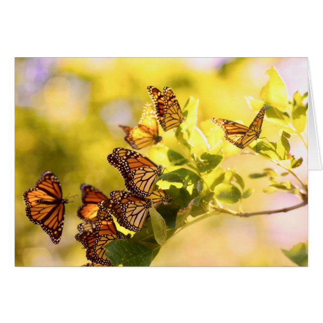 Monarchs in the Sunlight (Front Horizontal)