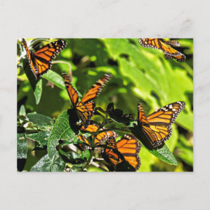 Monarchs Postcard