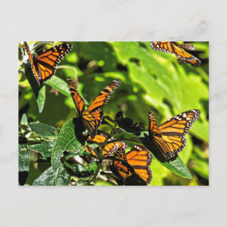 Monarchs Postcard
