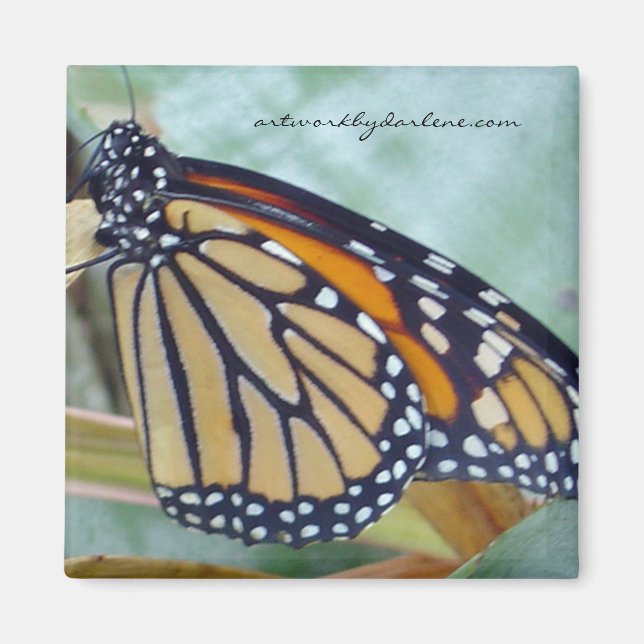 monark butterfly magnet (Front)