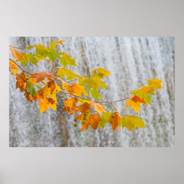 Monastery Natural Park - Fall Leaves Poster (Front)