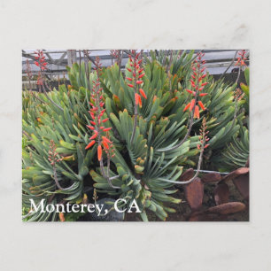 Moneterey Fan Aloe Plicatilis Post Card