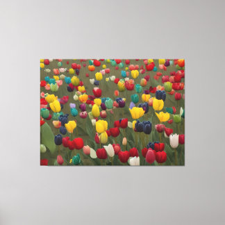 Monet's French Garden at Giverny colourful tulips Canvas Print