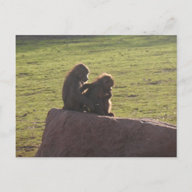 Money Friends Postcard (Front)