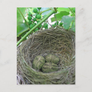 Money Nest Eggs Postcard