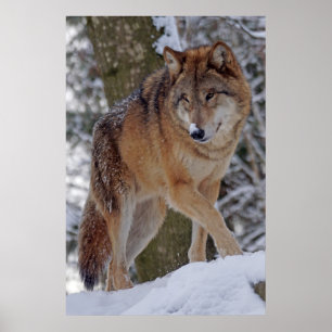 Mongolian alphawolf in snow poster