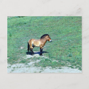Mongolian (Przewalskii) Wild Horse Postcard