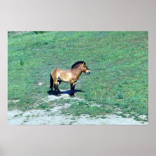 Mongolian (Przewalskii) Wild Horse Poster (Front)