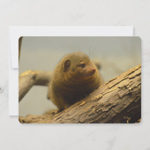 Mongoose a Tree Branch Invitation