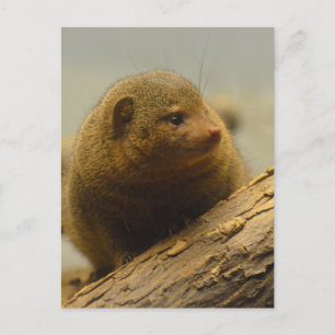 Mongoose a Tree Branch Postcard