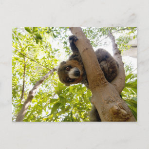 Mongoose lemur postcard