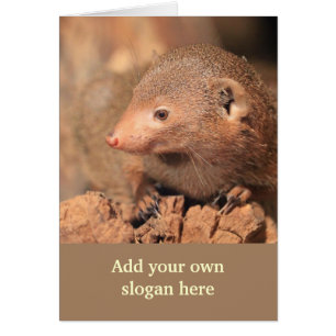 Mongoose Photo to Customise Yourself