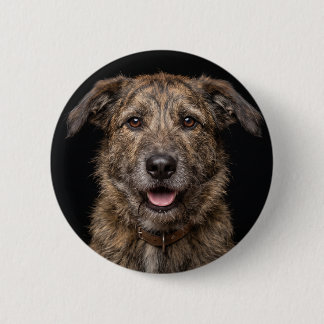Mongrel dog isolated on black background 6 cm round badge