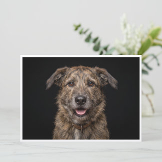 Mongrel dog isolated on black background invitation