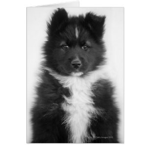 Mongrel Dog, Studio Shot