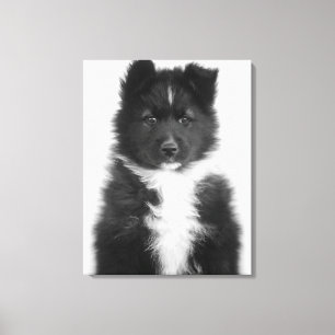 Mongrel Dog, Studio Shot Canvas Print