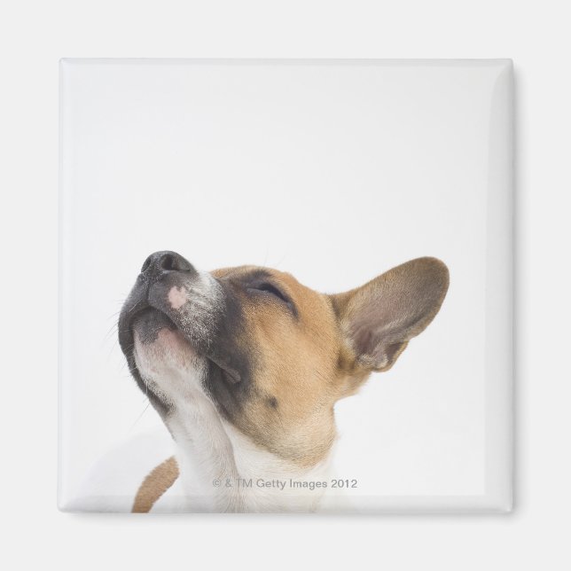 Mongrel puppy magnet (Front)