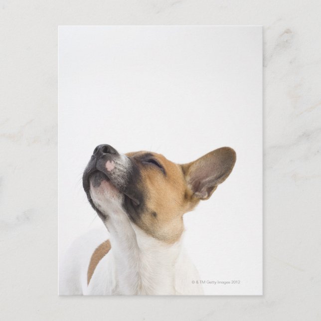 Mongrel puppy postcard (Front)