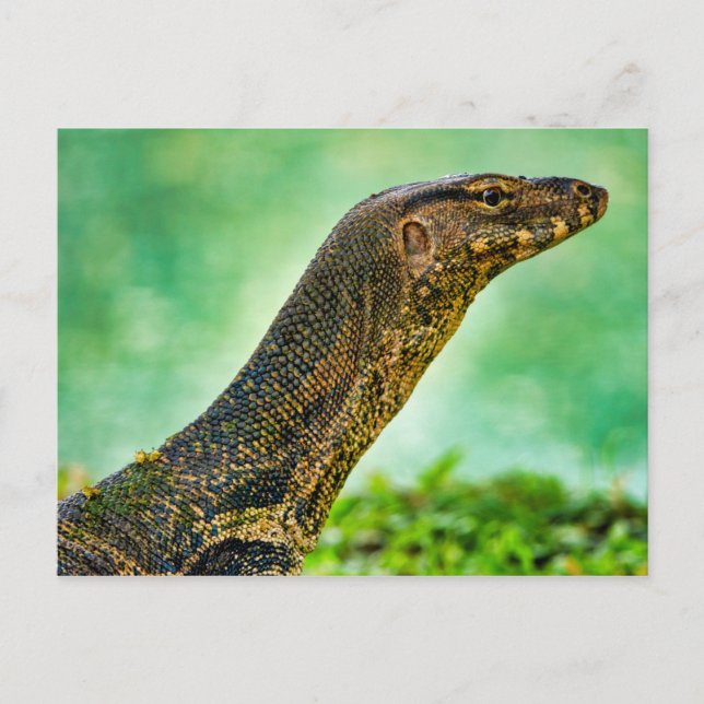 Monitor Lizard Postcard (Front)