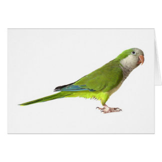 Monk Parakeet