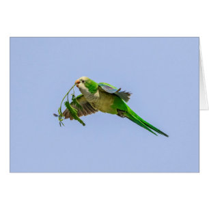 Monk Parakeet in the Rio Grande Valley