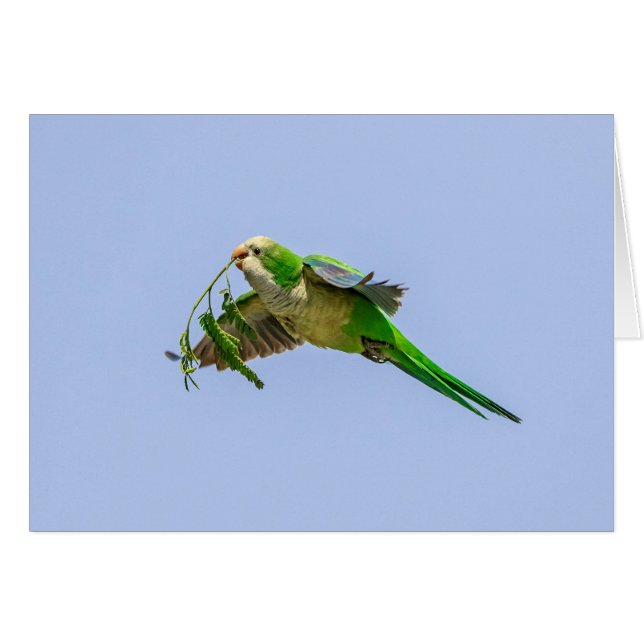 Monk Parakeet in the Rio Grande Valley (Front Horizontal)