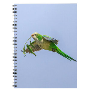 Monk Parakeet in the Rio Grande Valley Notebook