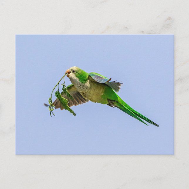 Monk Parakeet in the Rio Grande Valley Postcard (Front)