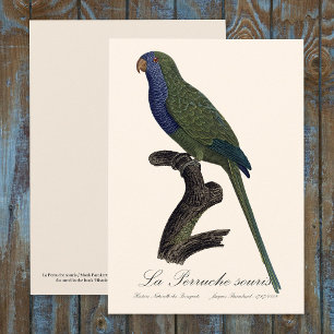 Monk Parakeet or Monk Parrot, Myiopsitta Monachus Thank You Card
