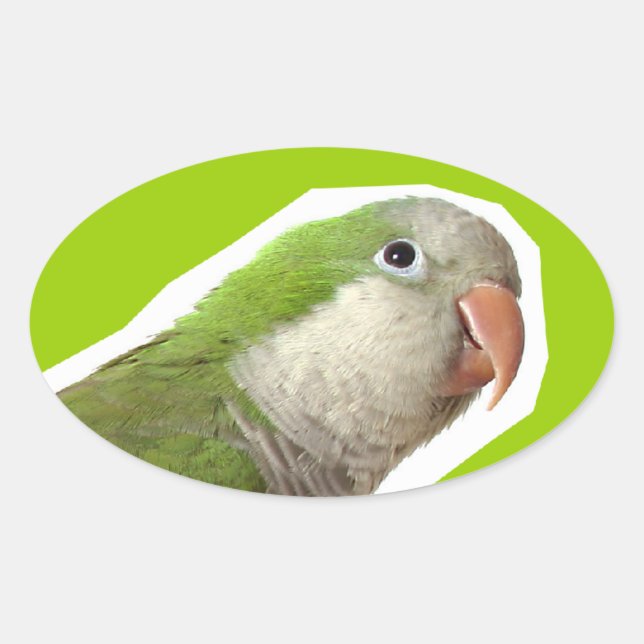 Monk Parakeet Oval Sticker (Front)