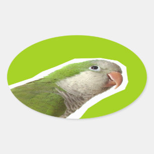 Monk Parakeet Oval Sticker