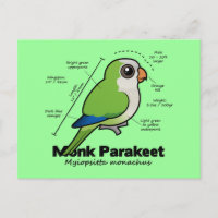Monk Parakeet Statistics