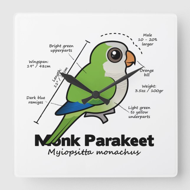 Monk Parakeet Statistics Square Wall Clock (Front)