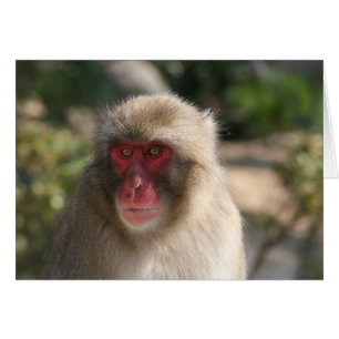 monkey