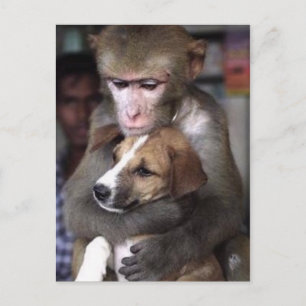 monkey and dog post card