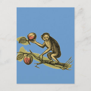 Monkey and His Coconuts Postcard