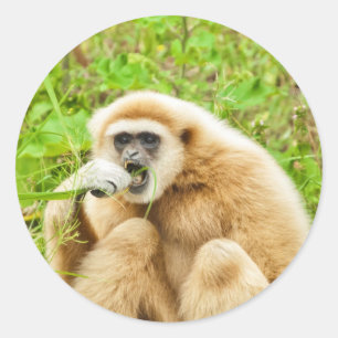 Monkey Animal Photo Classic Round Sticker