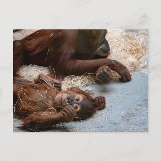 Monkey Ape Zoo Animal Postcard (Front)