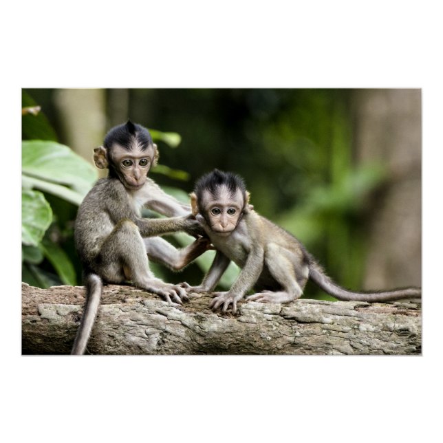 Monkey Babies in Nature Poster (Front)