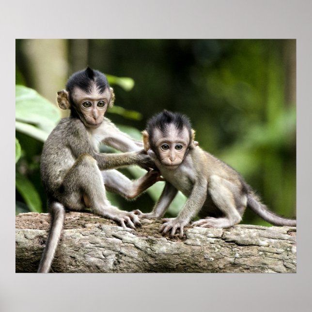Monkey Babies in Nature Poster (Front)