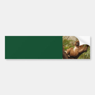 Monkey  Background Bumper Sticker