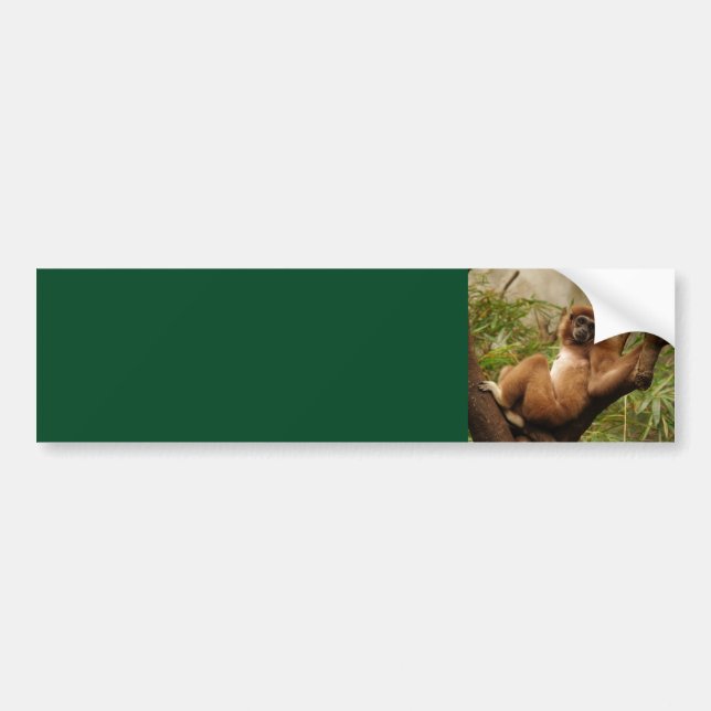 Monkey  Background Bumper Sticker (Front)