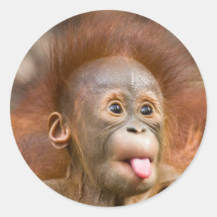 Monkey business 2 classic round sticker