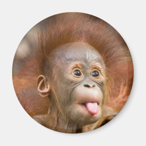 Image of Monkey business 2 Magnet