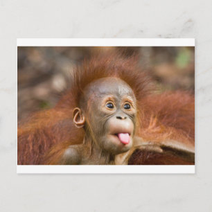 Monkey business 2 postcard