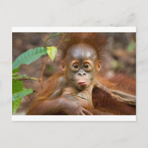 Monkey business 3 postcard