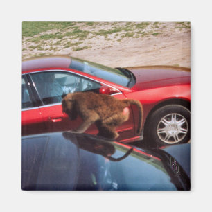 Monkey Business Magnet