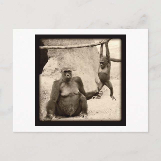 Monkey Business Postcard (Front)