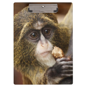 Monkey Climbing Tree Photo Clipboard