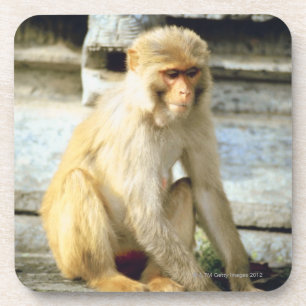 Monkey Coaster